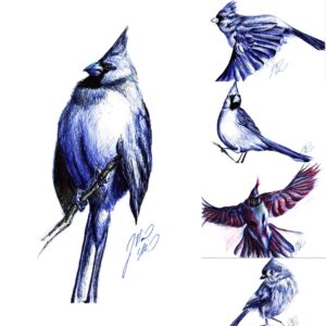 16 Bird Sketches Collection