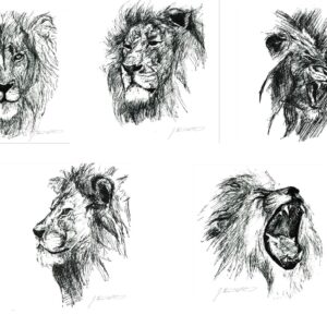 Lion Sketches